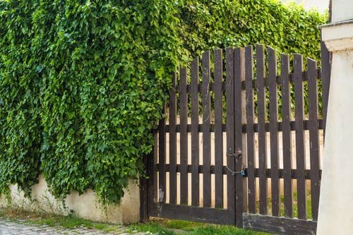 Dark stained wood fence and gate framed by climbing ivy and greenery